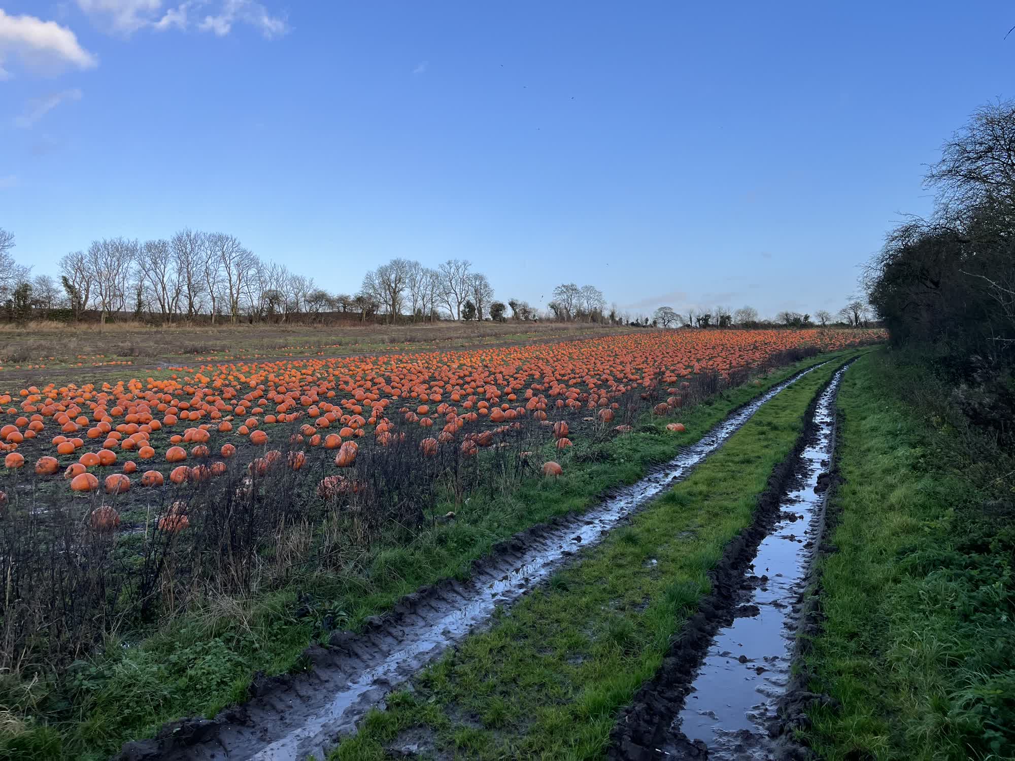 Pumpkin patch